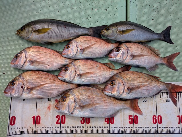 タイ(マダイ)・イサギ(イサキ)