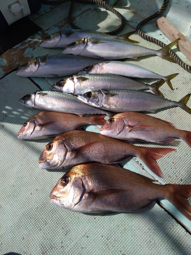 タイ(マダイ)・ハマチ(ブリ)・サバ(マサバ)