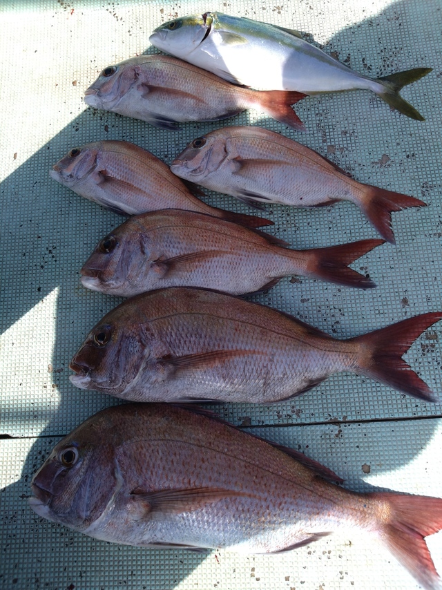 タイ(マダイ)・ハマチ(ブリ)