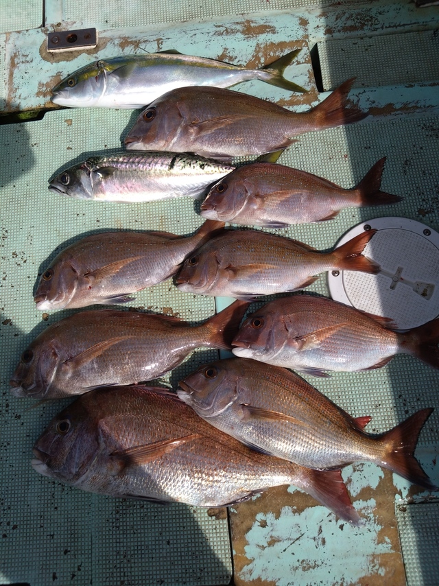 タイ(マダイ)・ハマチ(ブリ)・サバ(マサバ)