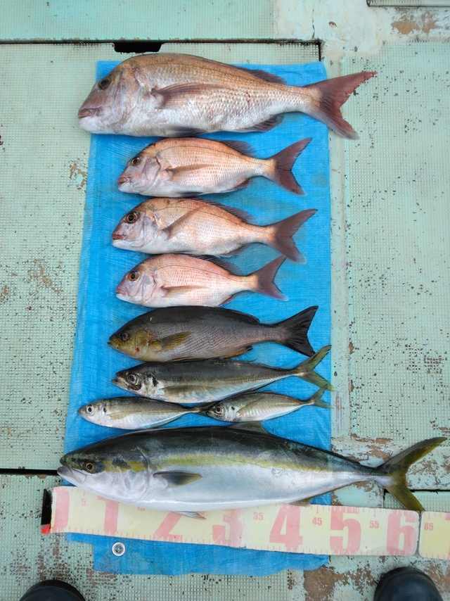 マダイ・マアジ・ハマチ(ブリ)・イサギ(イサキ)