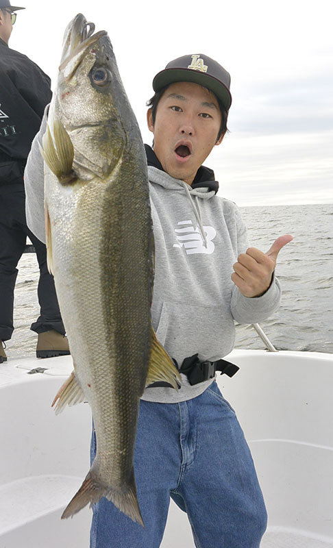 シーバス(スズキ)