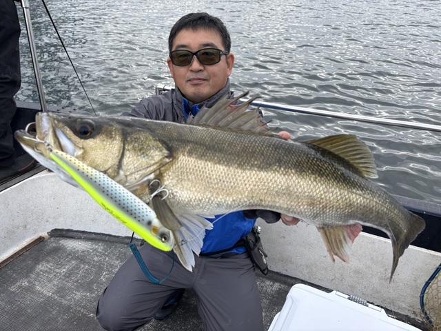 シーバス(スズキ)