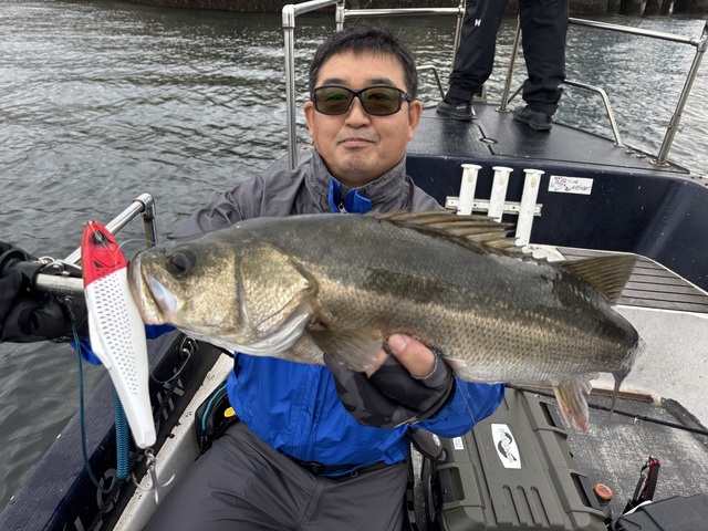 シーバス(スズキ)