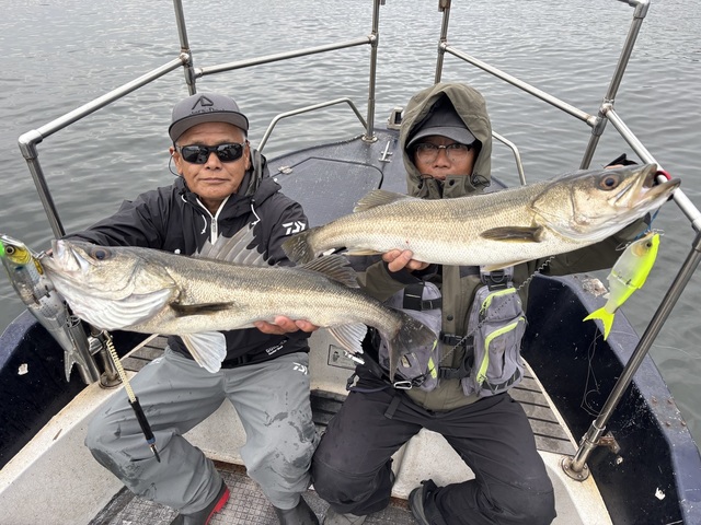 シーバス(スズキ)