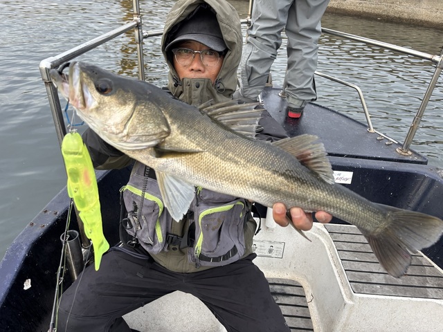 シーバス(スズキ)