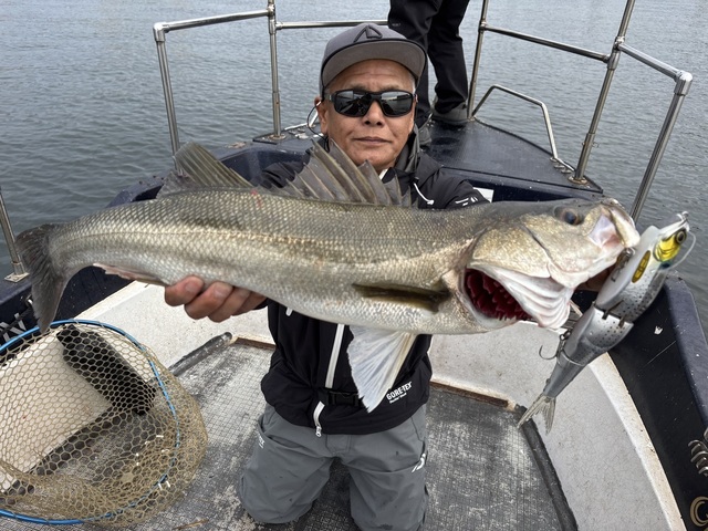 シーバス(スズキ)