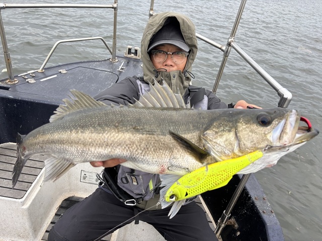 シーバス(スズキ)