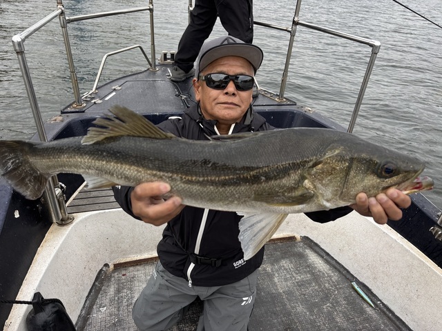 シーバス(スズキ)