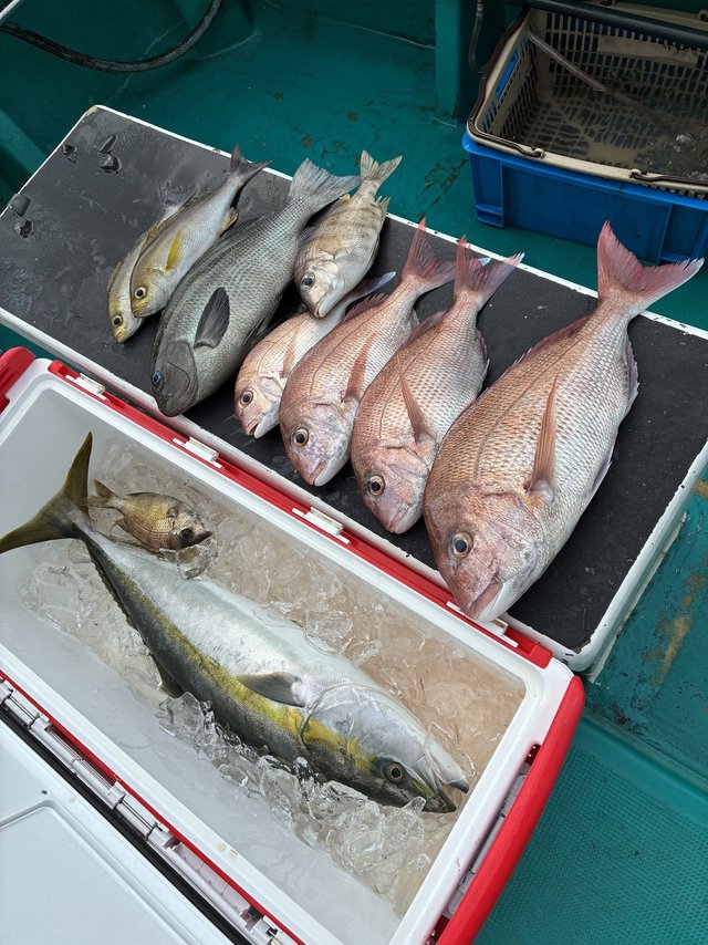 マダイ・ブリ・メイチダイ