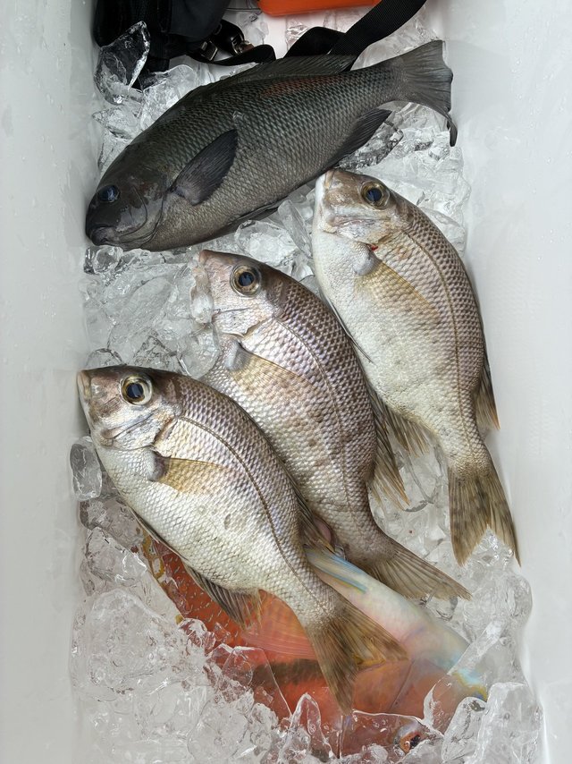 グレ(メジナ)・メイチダイ