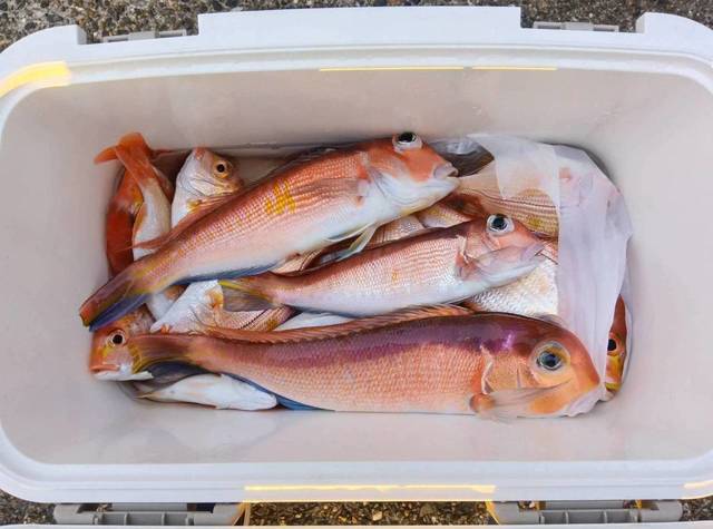 アマダイ(アカアマダイ)