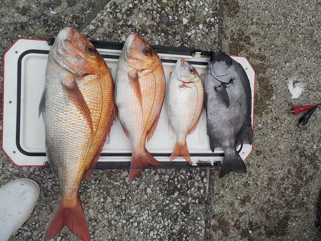 マダイ・イシダイ