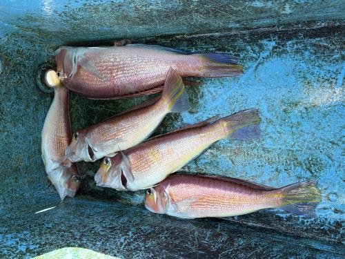 アマダイ(アカアマダイ)