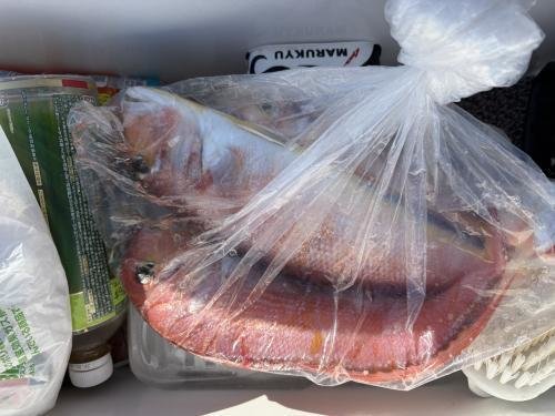 アマダイ(アカアマダイ)