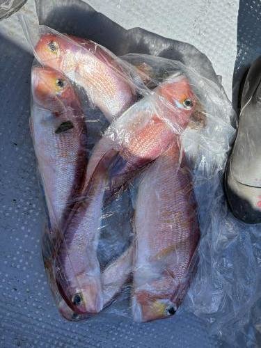 アマダイ(アカアマダイ)