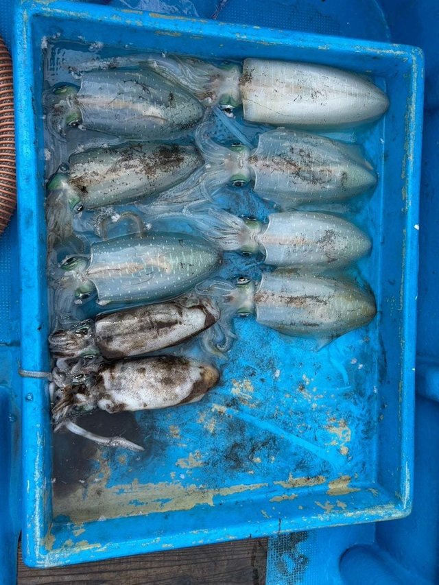 アオリ(アオリイカ)