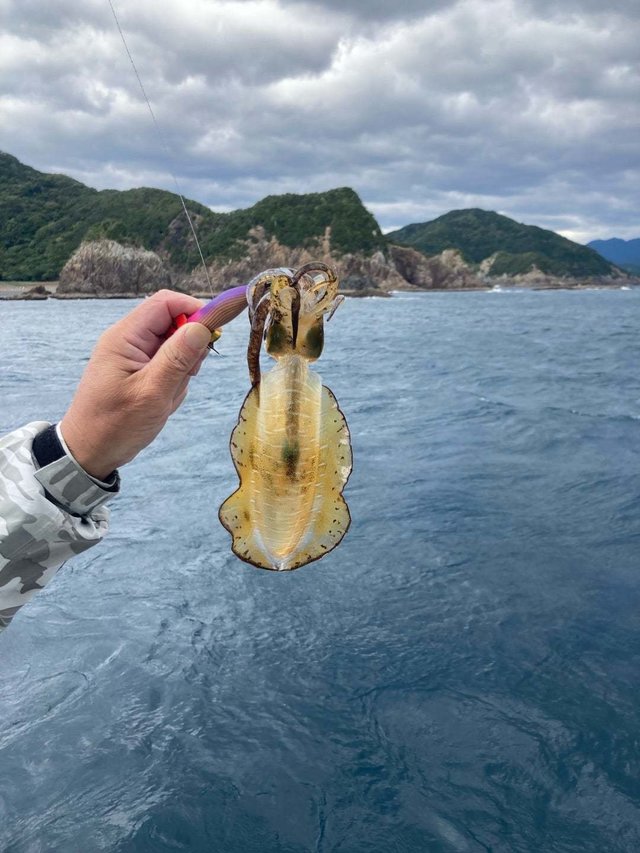 アオリ(アオリイカ)