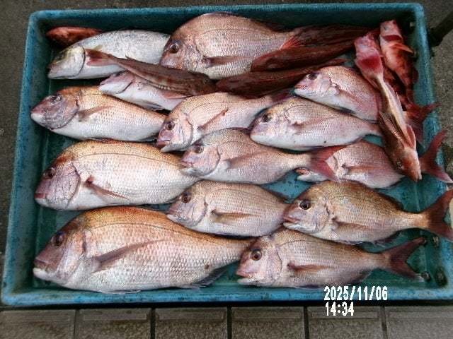 タイ(マダイ)・カンパチ・ホウボウ