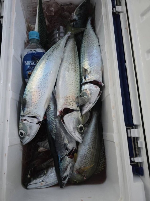 サバ(ゴマサバ)