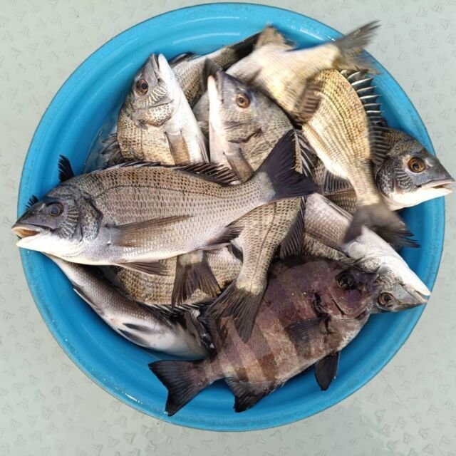 チヌ(クロダイ)