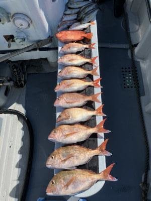 マダイ・イサキ・キントキ(チカメキントキ)