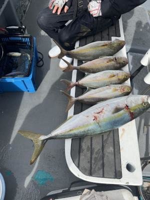 メジロ(ブリ)・シオ(カンパチ)