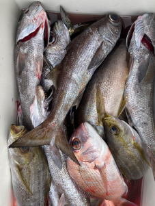 マダイ・イサキ・クロムツ