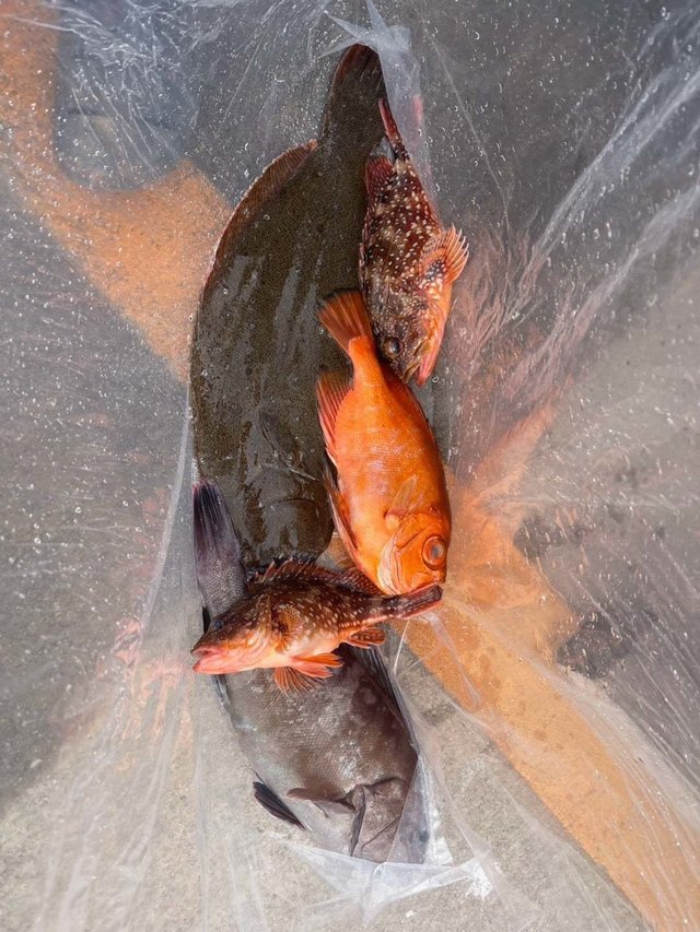 キントキ(チカメキントキ)・カサゴ・ヒラメ・ハタ(マハタ)