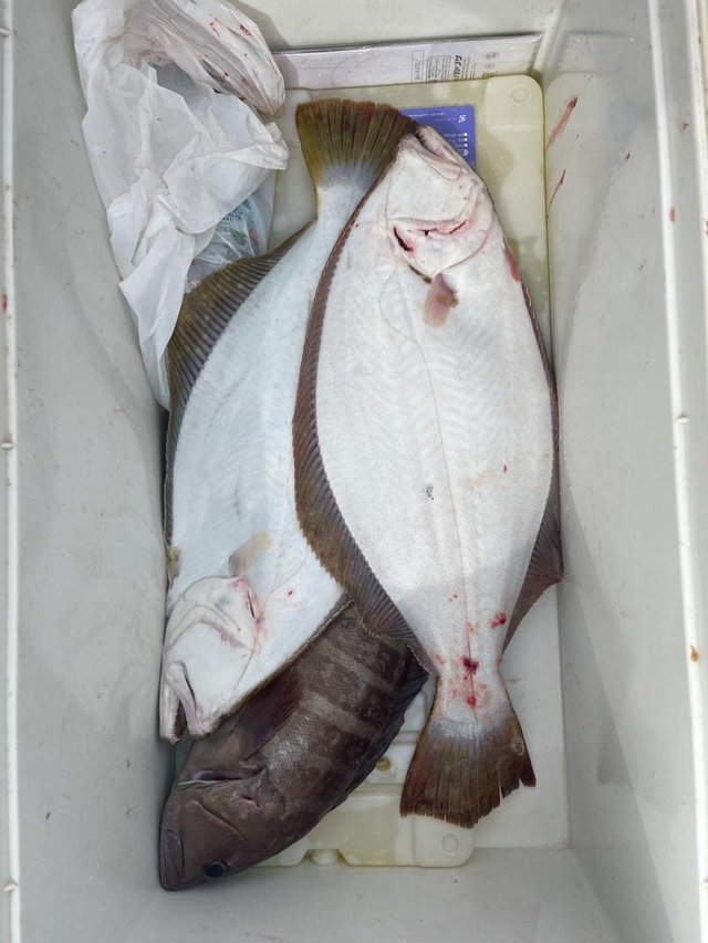 ヒラメ・ハタ(マハタ)