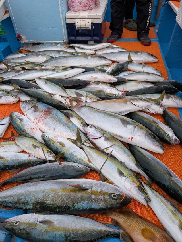 ヤズ(ブリ)・ヒラマサ