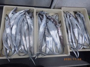 タチウオ