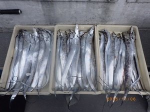 タチウオ