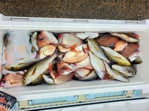 ハナダイ(チダイ)・イサキ