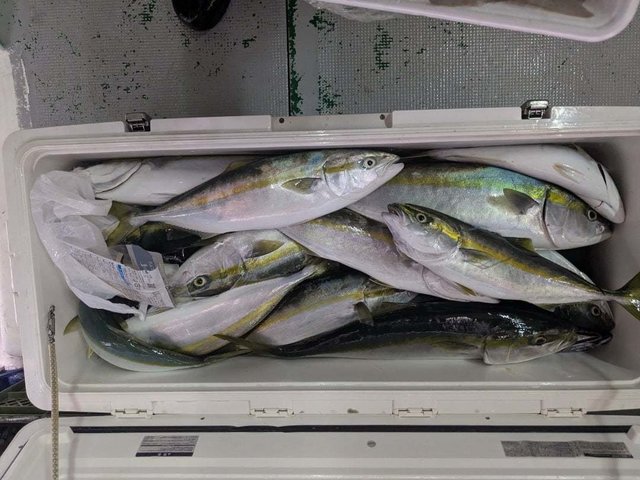 イナダ(ブリ)・ワラサ(ブリ)