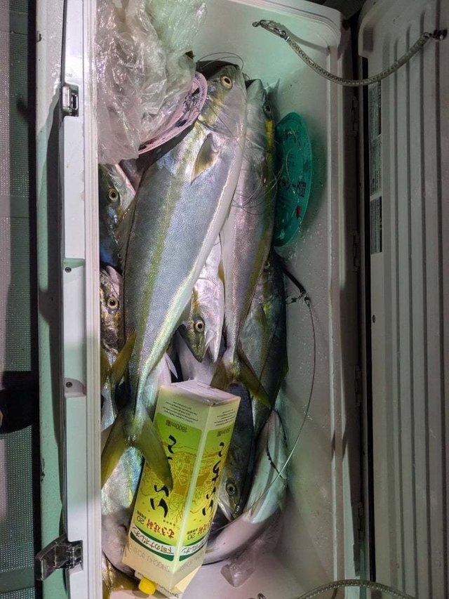 イナダ(ブリ)・ワラサ(ブリ)