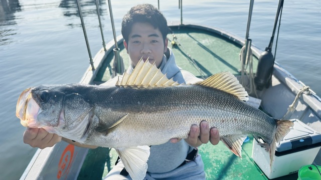 シーバス(スズキ)