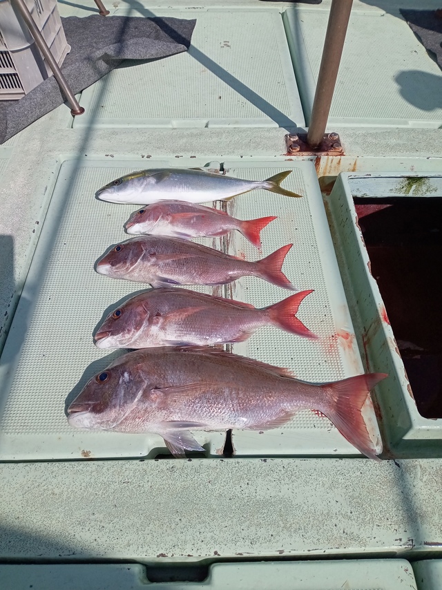 マダイ・ハマチ(ブリ)