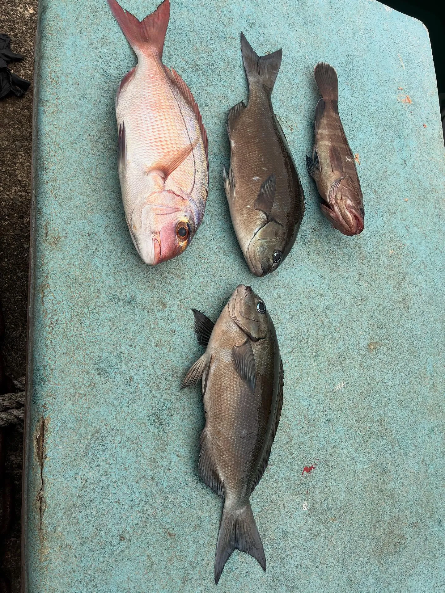 マダイ・メジナ・マハタ