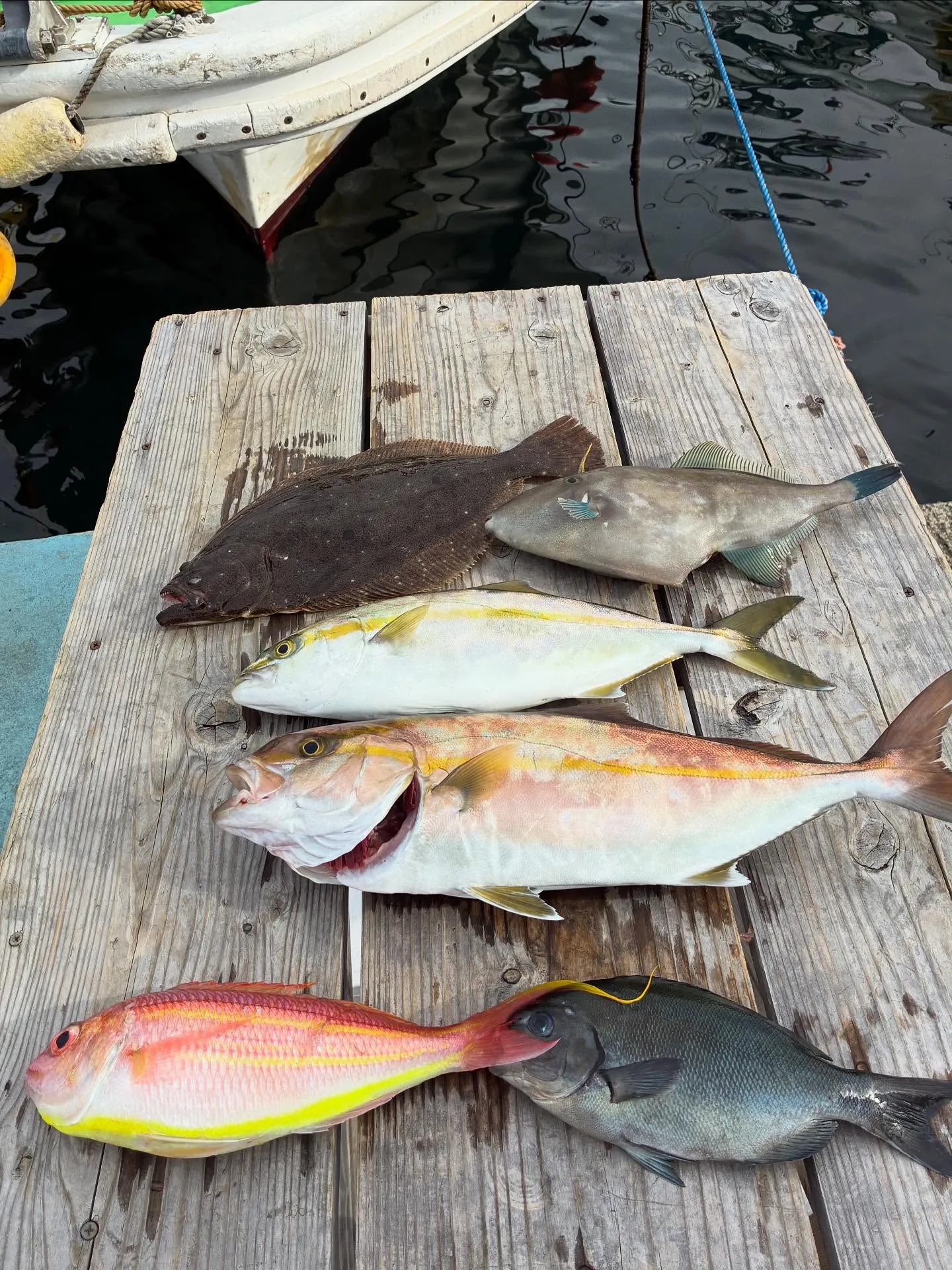 メジナ・カンパチ・イトヨリ(イトヨリダイ)・ヒラメ・ウマヅラ(ウマヅラハギ)