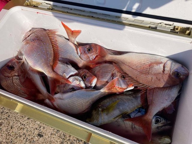 ハナダイ(チダイ)