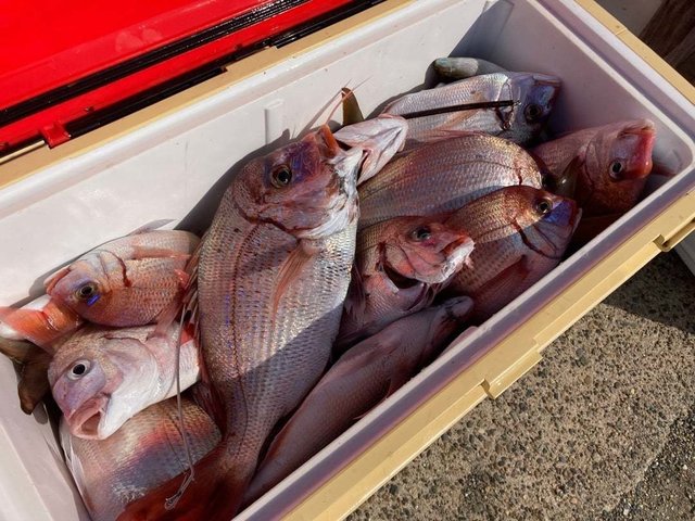 ハナダイ(チダイ)