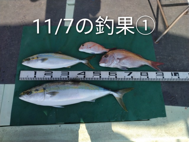 マダイ・ハマチ(ブリ)・メジロ(ブリ)