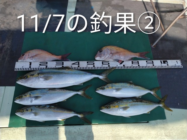 マダイ・ハマチ(ブリ)・メジロ(ブリ)