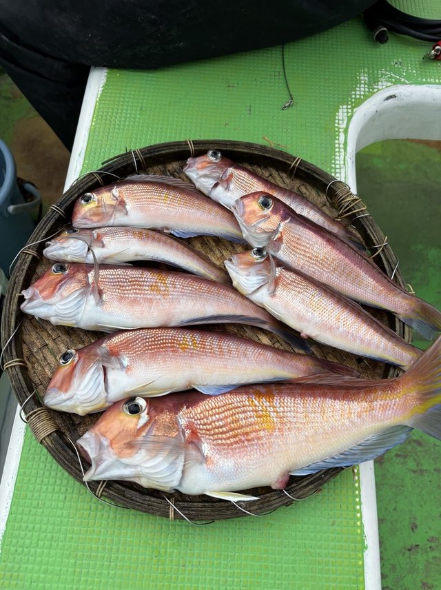 アマダイ(アカアマダイ)