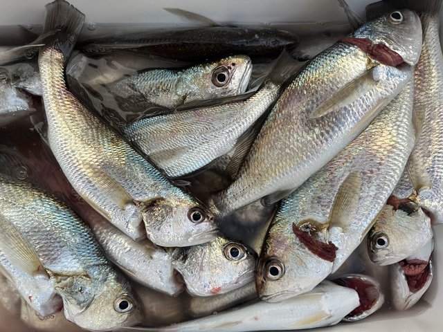 イシモチ(シログチ)