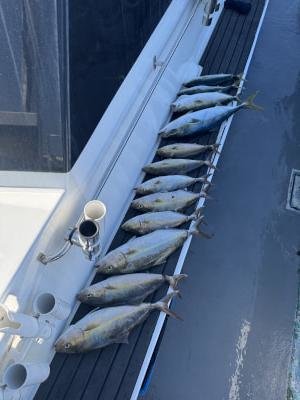 ツバス(ブリ)・メジロ(ブリ)・シオ(カンパチ)