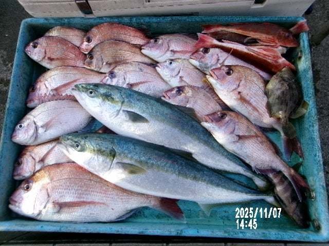 マダイ・ワラサ(ブリ)・ホウボウ・カワハギ