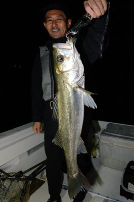 シーバス(スズキ)