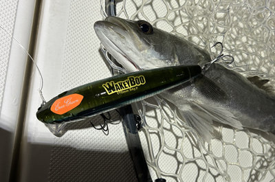 シーバス(スズキ)